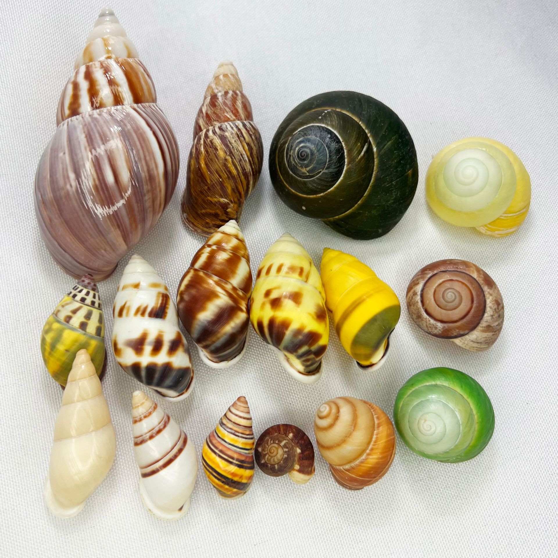 Marine Aquarium Hermit Crab - Natural Turbo Shell - Hermit Crab