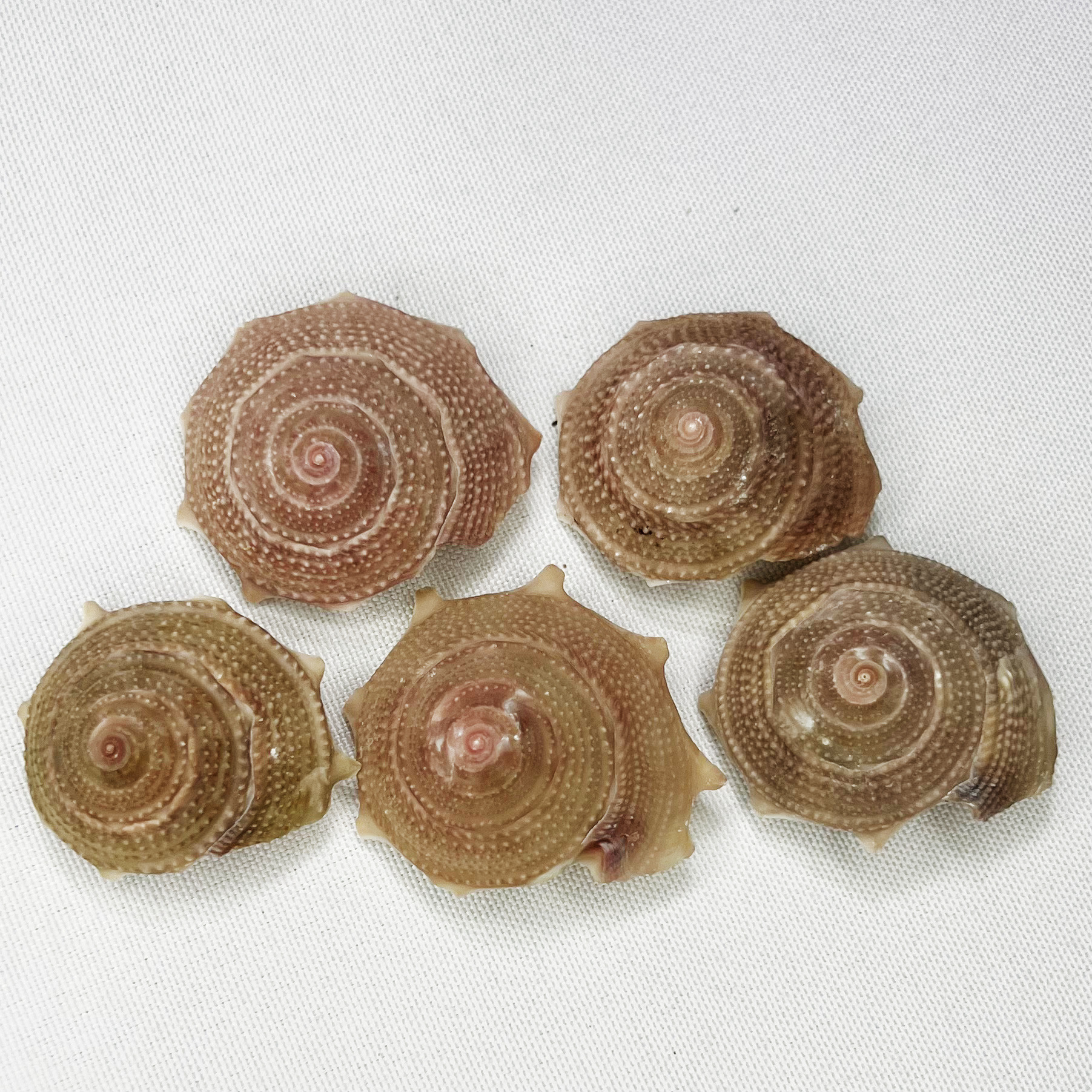 Natural Astraea Shell - Sun Sn - огляд і ціна Marine Aquarium Hermit Crab