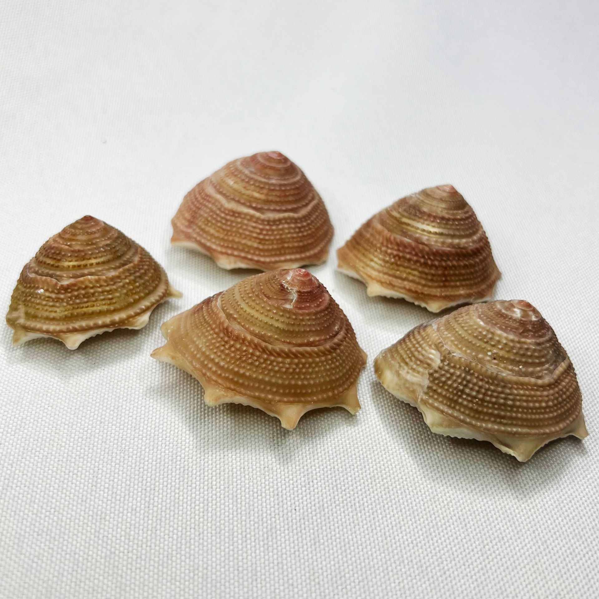 Natural Astraea Shell - Sun Sn - огляд і ціна Marine Aquarium Hermit Crab