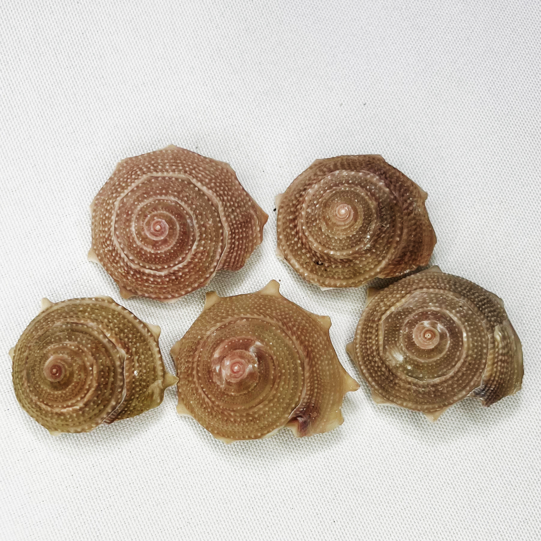 Natural Astraea Shell - Sun Sn - огляд і ціна Marine Aquarium Hermit Crab