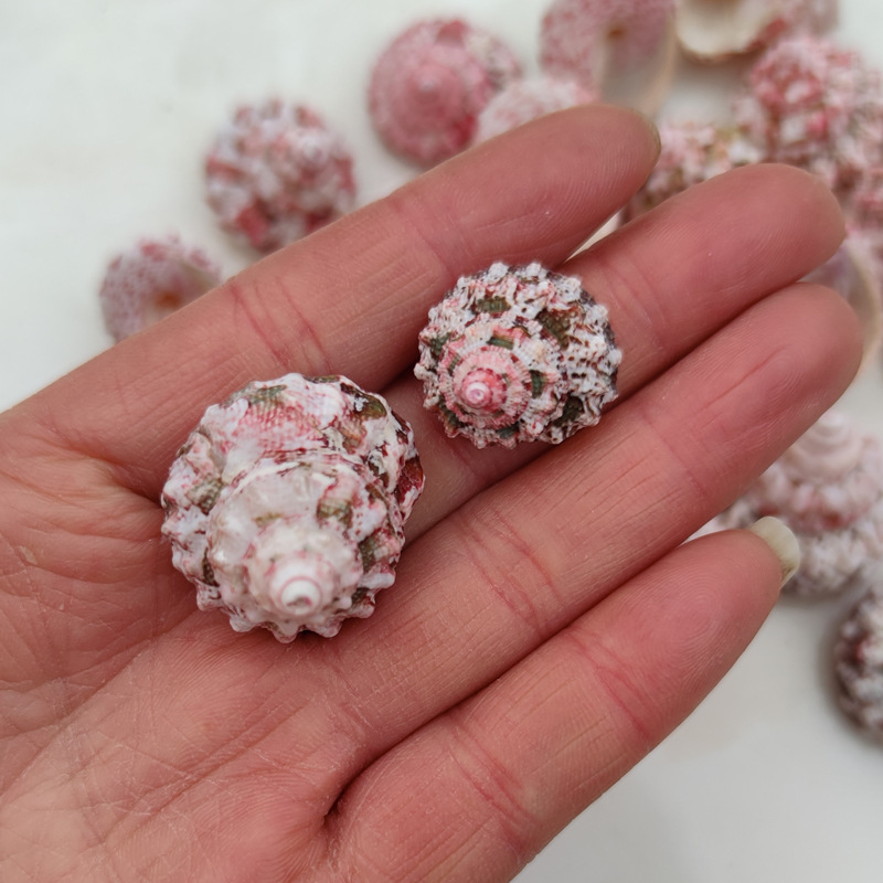 Natural Ferraria Gallina Conch - огляд і ціна Marine Aquarium Hermit Crab