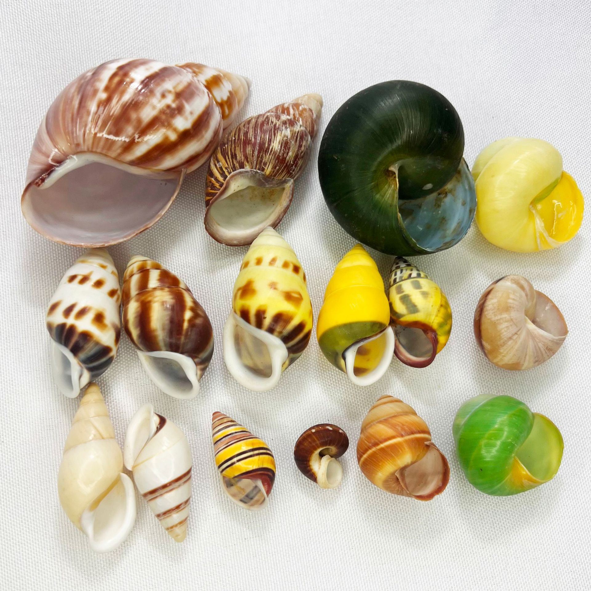 Natural Turbo Shell - Hermit C - огляд і ціна Marine Aquarium Hermit Crab
