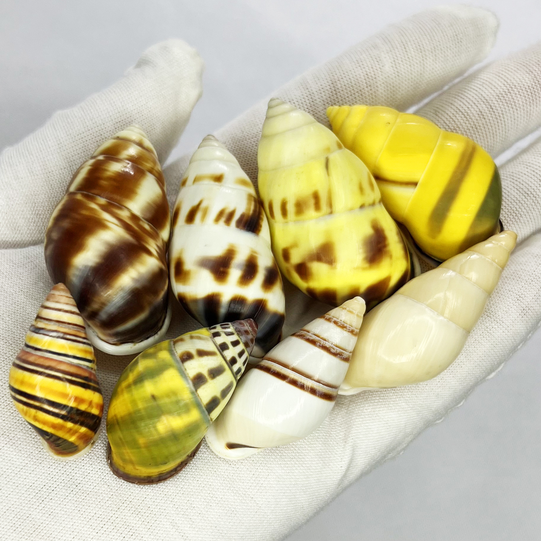 Natural Turbo Shell - Hermit C - огляд і ціна Marine Aquarium Hermit Crab
