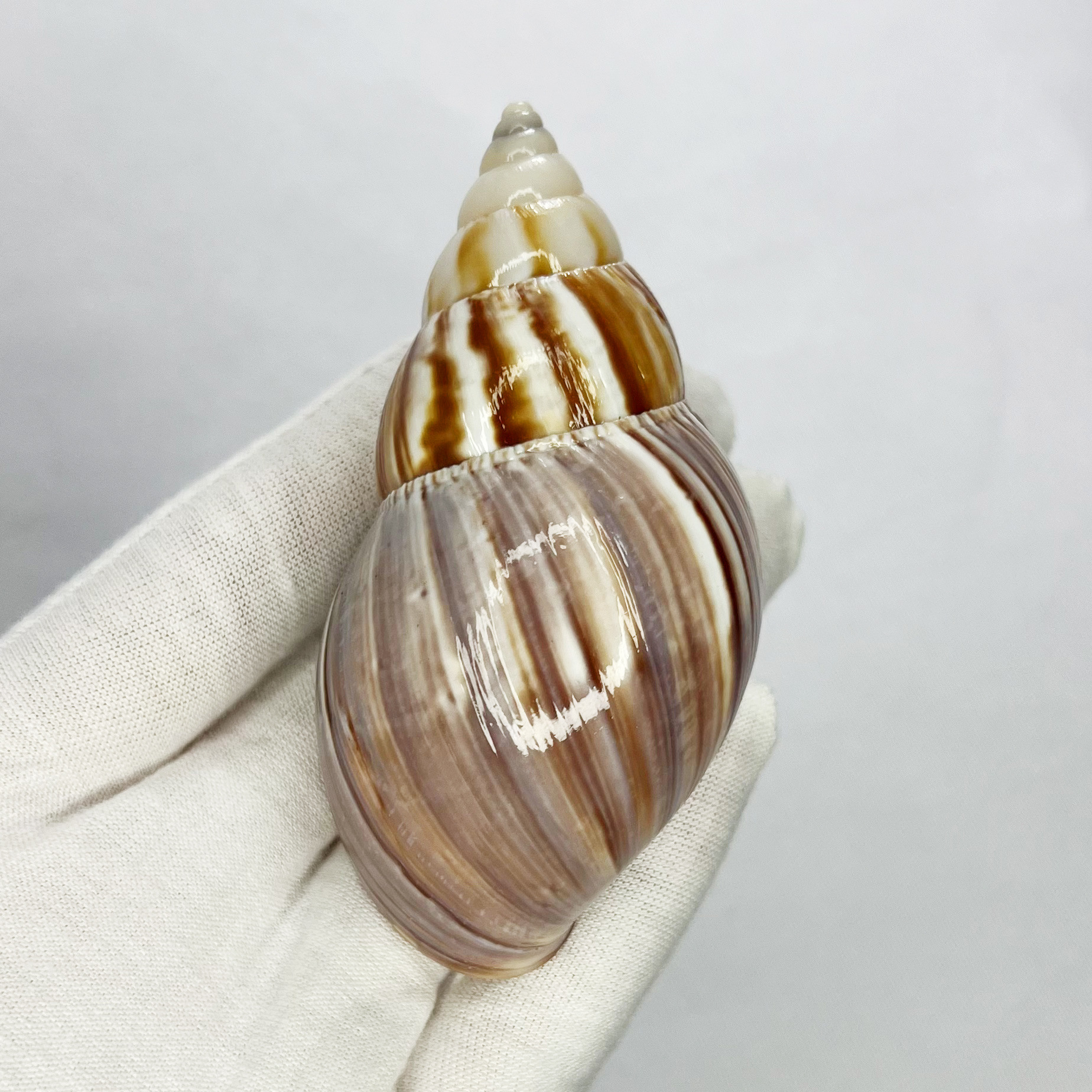 Natural Turbo Shell - Hermit C - огляд і ціна Marine Aquarium Hermit Crab