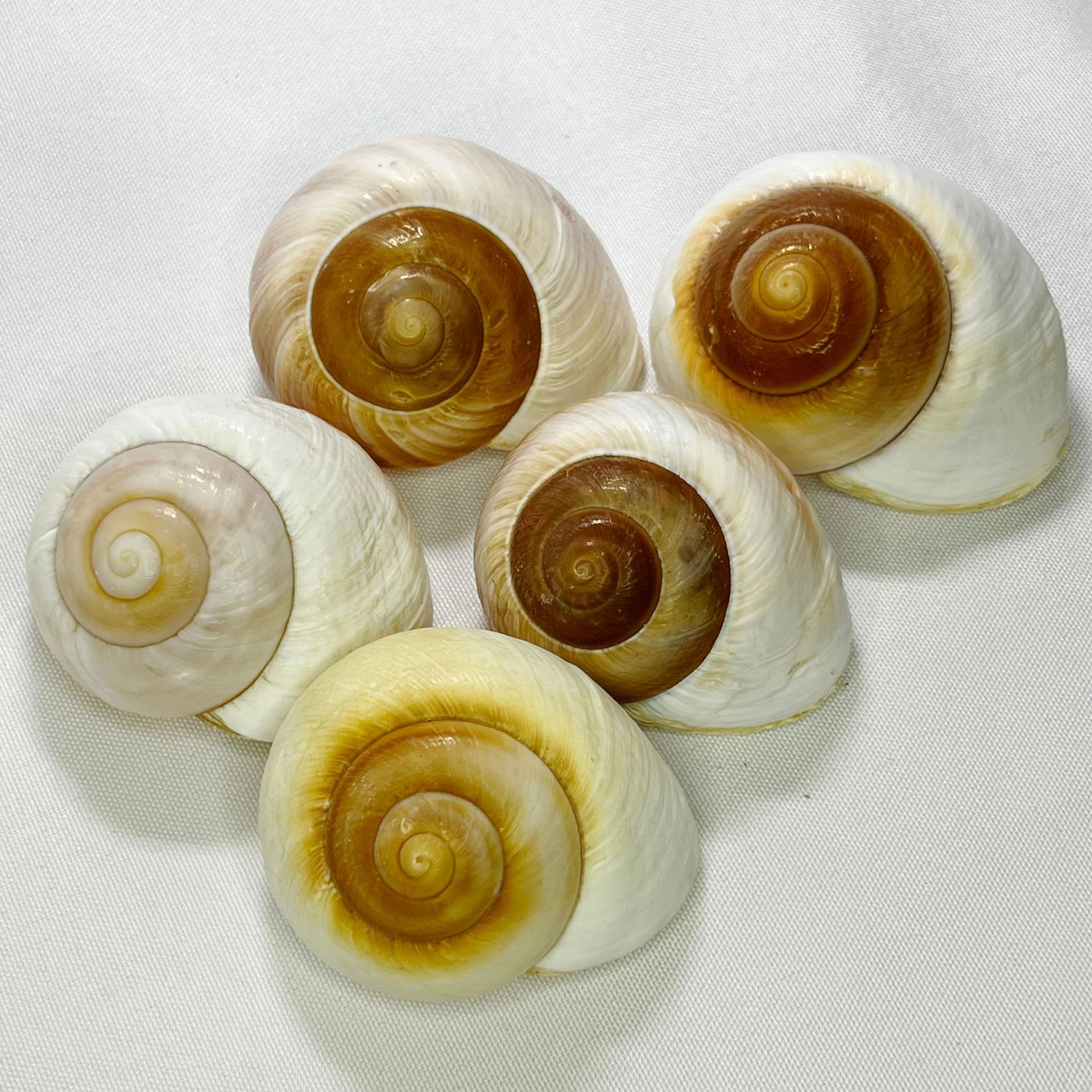 Natural Bulla Shell - Bread Sn - огляд і ціна Marine Aquarium Hermit Crab