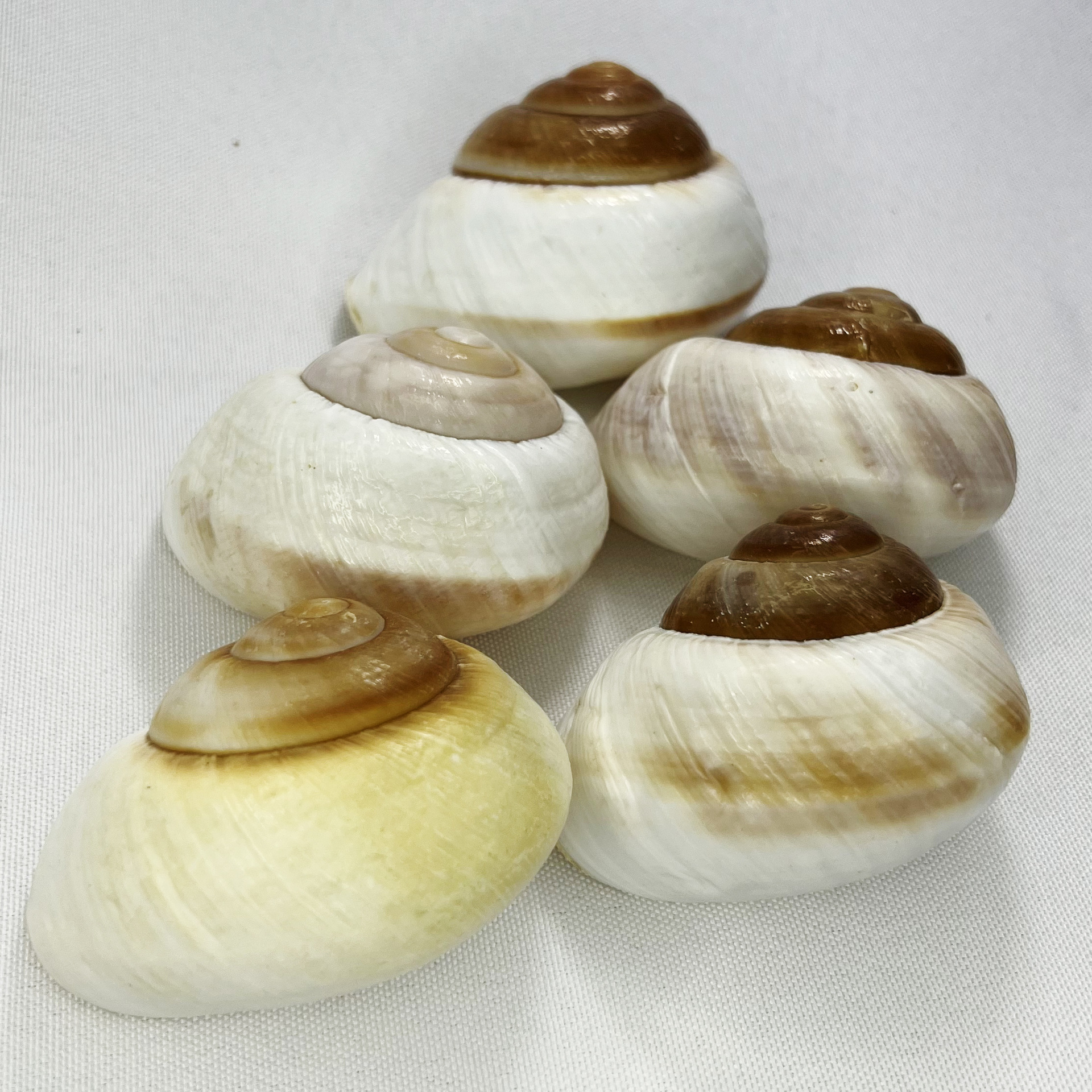 Natural Bulla Shell - Bread Sn - огляд і ціна Marine Aquarium Hermit Crab
