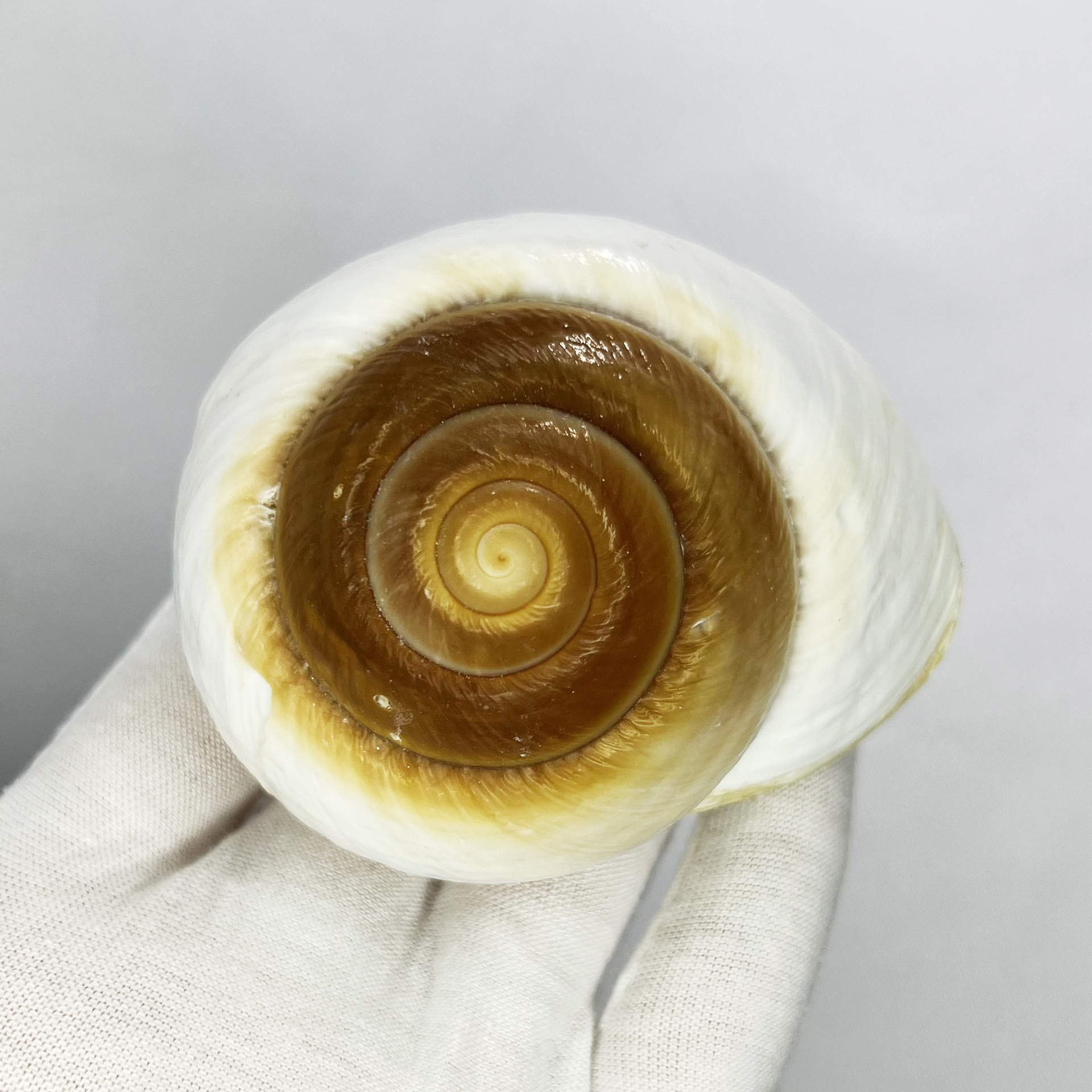 Natural Bulla Shell - Bread Sn - огляд і ціна Marine Aquarium Hermit Crab